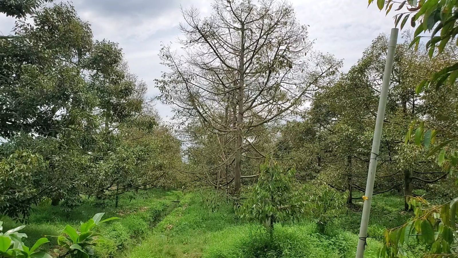 chết nhánh sầu riêng