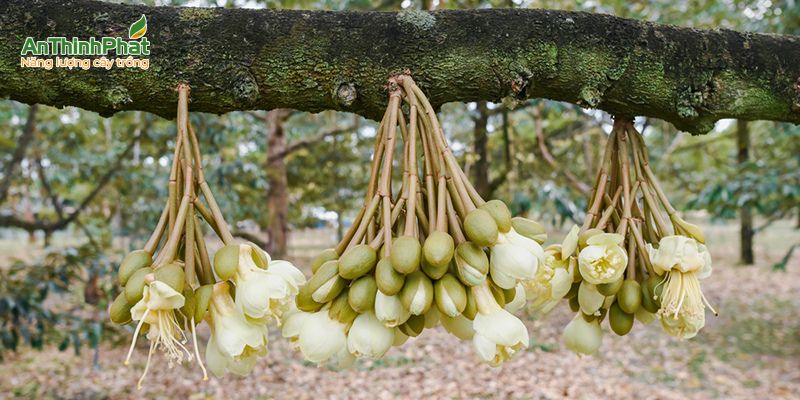 các yếu tố tác động đến sự ra hoa sầu riêng 