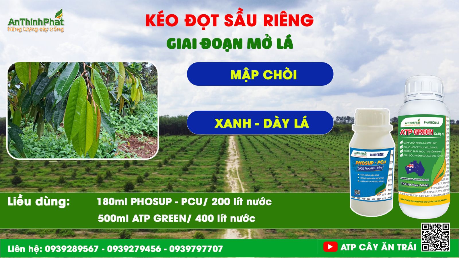kéo đọt sầu riêng