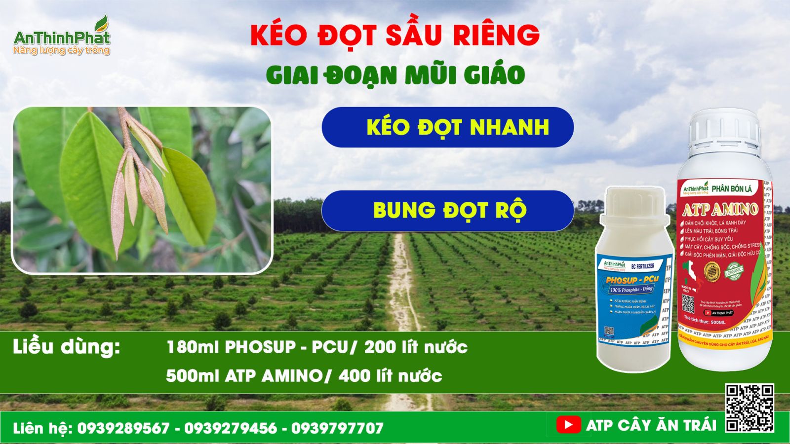 Kéo đọt sầu riêng