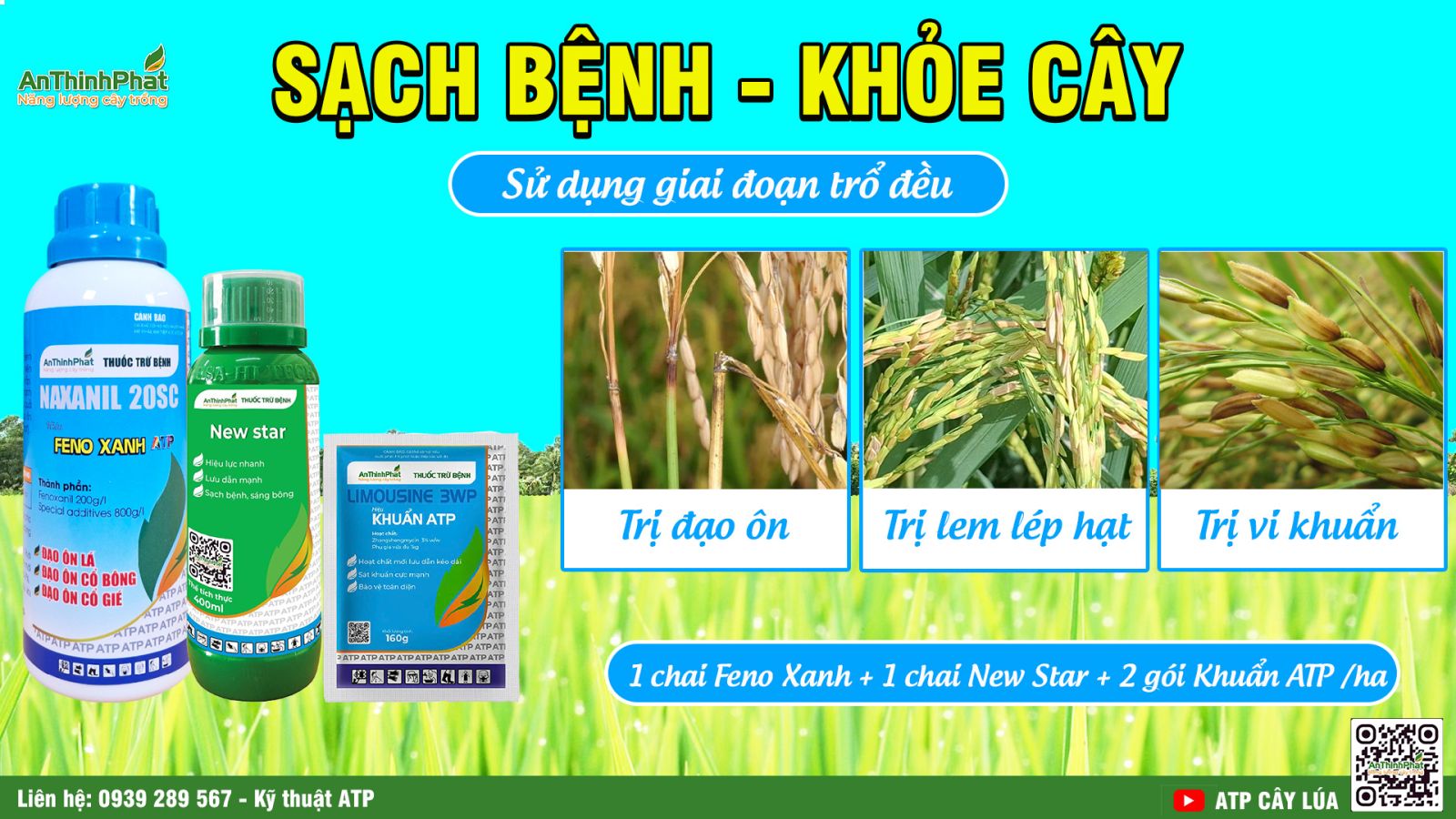 lép vàng vi khuẩn 