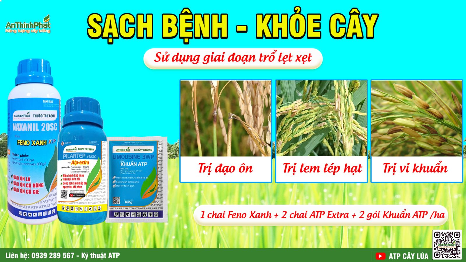 lép vàng vi khuẩn 