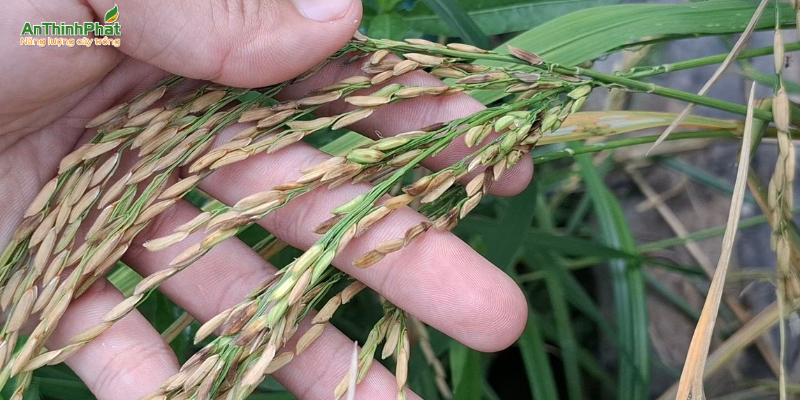 biểu hiện của lem lép hạt do nấm