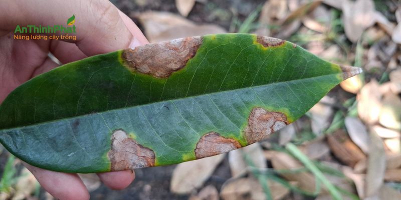 phân biệt triệu chứng cháy lá sầu riêng