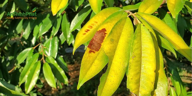 phân biệt triệu chứng cháy lá sầu riêng