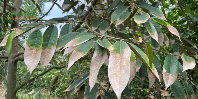 phân biệt triệu chứng cháy lá sầu riêng
