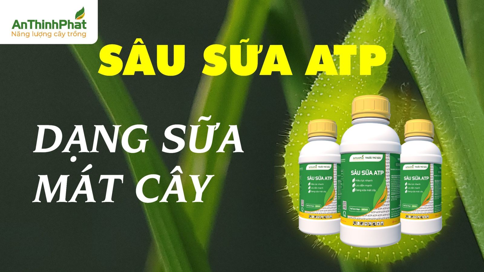 phòng trừ sâu đục thân trên lúa