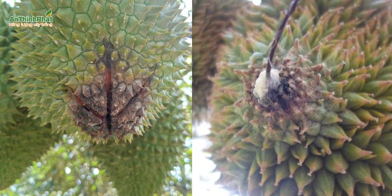 thối trái sầu riêng