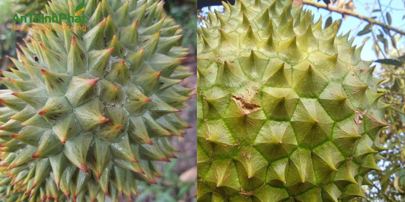 cách nhận biết vàng gai, bể gai sầu riêng
