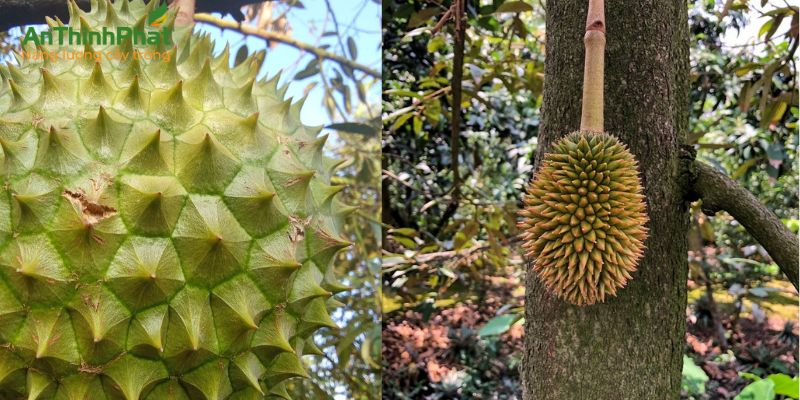 vàng gai, bể gai sầu riêng