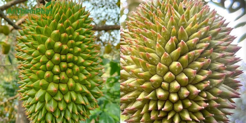 vàng gai bể gai sầu riêng