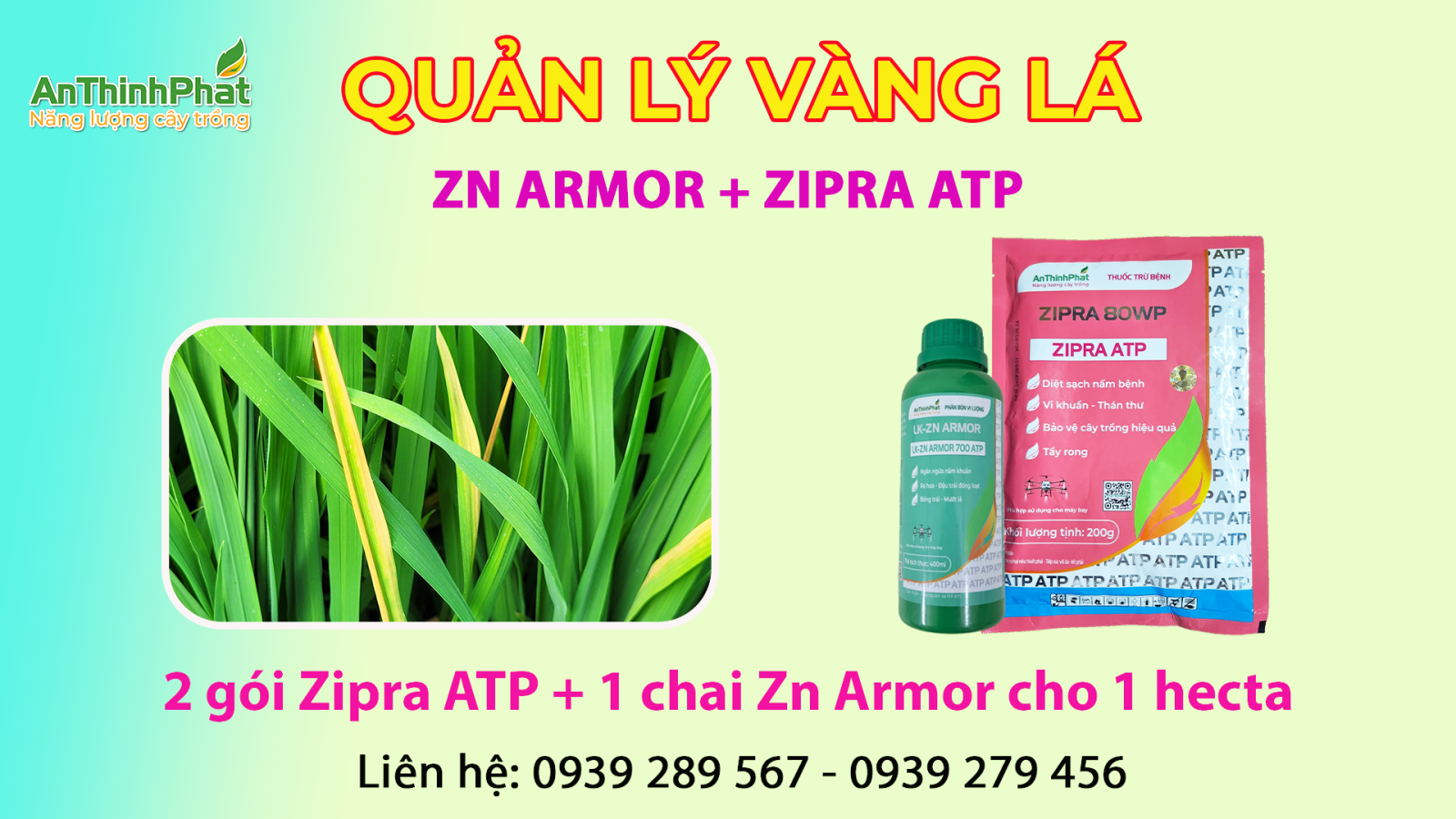 quản lý vàng lá chín sớm