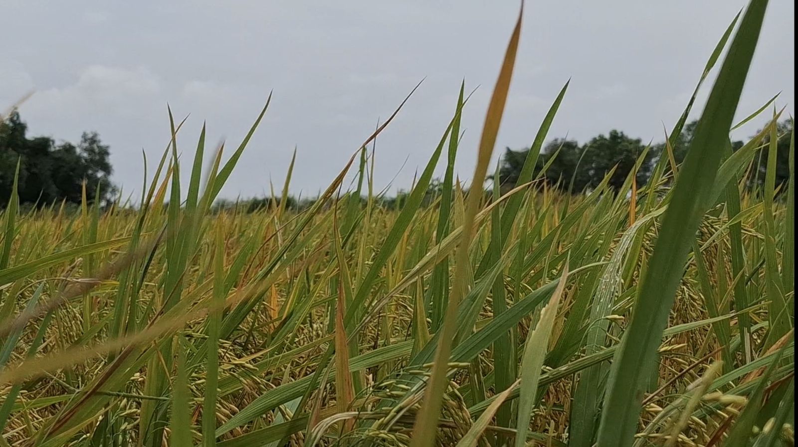 vàng lá chín sớm