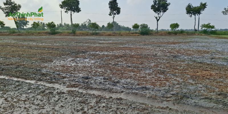 Cách gieo sạ trong thời tiết nắng nóng