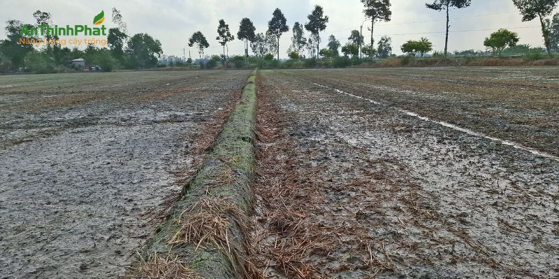 Làm đất và xử lý giống khi xuống giống trong điều kiện nắng nóng